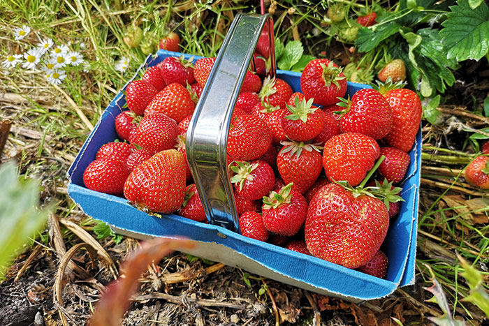 Strawberries picked up from the field